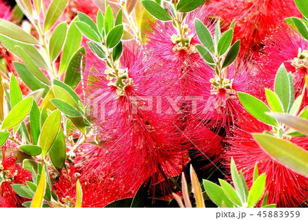 三鷹中原に咲く赤いブラシノキの花 三鷹中原に咲く赤いブラシノキの花 45883959