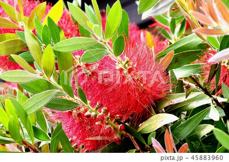 三鷹中原に咲く赤いブラシノキの花 三鷹中原に咲く赤いブラシノキの花 45883960