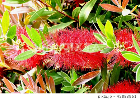 三鷹中原に咲く赤いブラシノキの花 三鷹中原に咲く赤いブラシノキの花 45883961