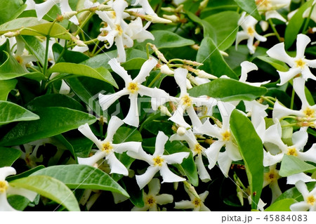 三鷹中原に咲くテイカカズラ 三鷹中原に咲くテイカカズラ 45884083