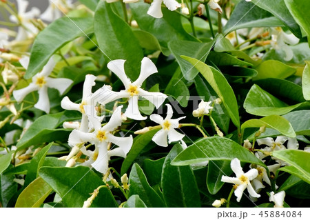 三鷹中原に咲くテイカカズラ 三鷹中原に咲くテイカカズラ 45884084