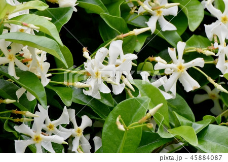 三鷹中原に咲くテイカカズラ 45884087