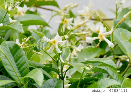 三鷹中原に咲くテイカカズラ 三鷹中原に咲くテイカカズラ 45884111