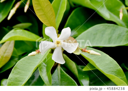 三鷹中原に咲くテイカカズラ 45884238