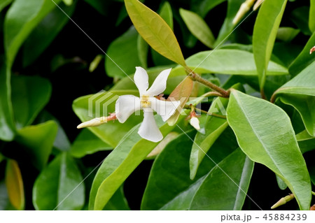 三鷹中原に咲くテイカカズラ 45884239