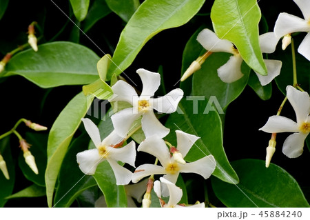 三鷹中原に咲くテイカカズラ 45884240