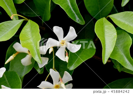 三鷹中原に咲くテイカカズラ 三鷹中原に咲くテイカカズラ 45884242