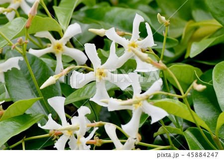 三鷹中原に咲くテイカカズラ 三鷹中原に咲くテイカカズラ 45884247