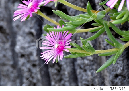 三鷹中原に咲くマツバギク 三鷹中原に咲くマツバギク 45884342