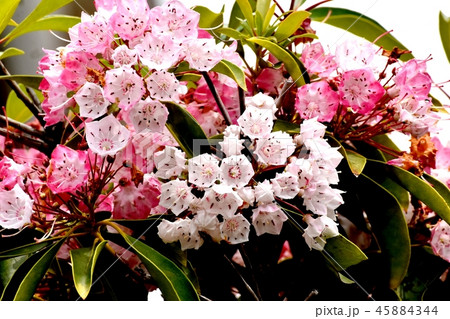 三鷹中原に咲くカルミア(アメリカシャクナゲ) 三鷹中原に咲くカルミア(アメリカシャクナゲ) 45884344