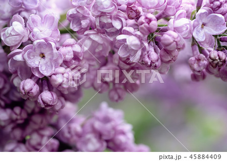 Lilac flowers macro 45884409
