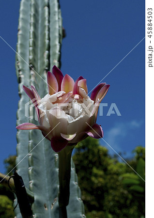 柱サボテンの花 45884503