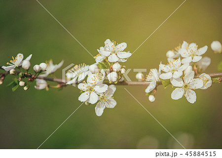 Plum vintage flowers Plum vintage flowers 45884515
