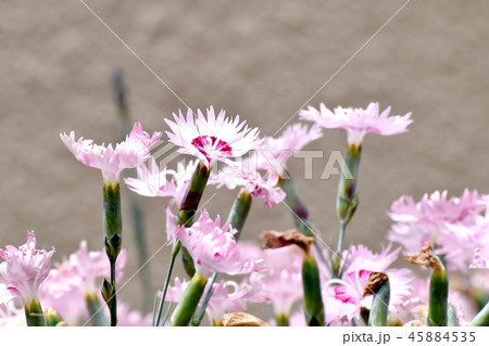 三鷹中原に咲くピンクのナデシコ 三鷹中原に咲くピンクのナデシコ 45884535