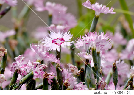 三鷹中原に咲くピンクのナデシコ 45884536