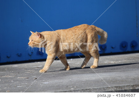 野生の猫? 野生の猫? 45884607