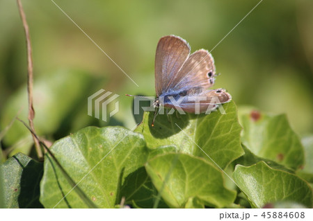 ウラナミシジミ ウラナミシジミ 45884608