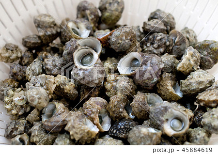 チンボーラー(カンギクガイ) チンボーラー(カンギクガイ) 45884619