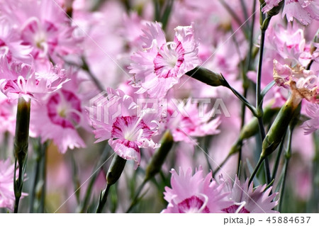 三鷹中原に咲くピンクのナデシコ 三鷹中原に咲くピンクのナデシコ 45884637