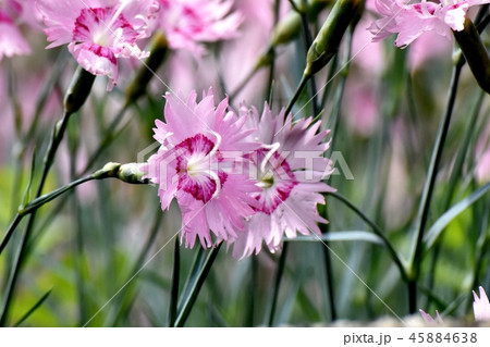 三鷹中原に咲くピンクのナデシコ 45884638