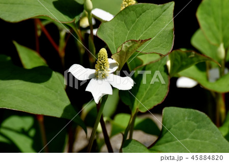 三鷹中原に咲くドクダミの花 三鷹中原に咲くドクダミの花 45884820