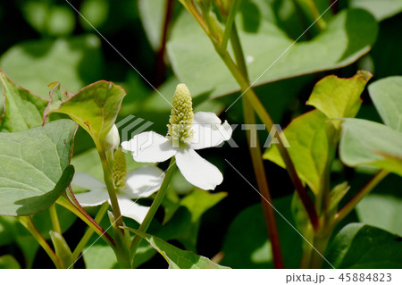三鷹中原に咲くドクダミの花 45884823