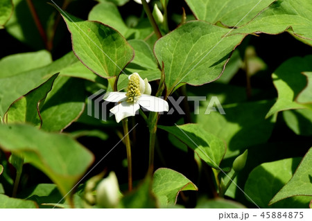三鷹中原に咲くドクダミの花 三鷹中原に咲くドクダミの花 45884875