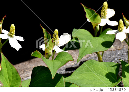 三鷹中原に咲くドクダミの花 三鷹中原に咲くドクダミの花 45884879