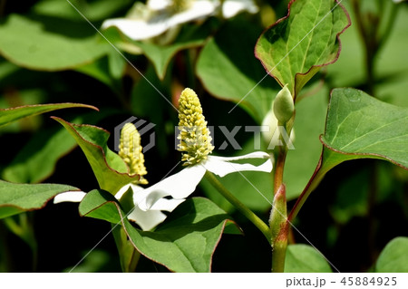 三鷹中原に咲くドクダミの花 45884925