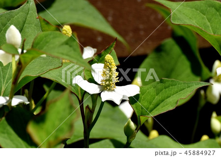 三鷹中原に咲くドクダミの花 45884927