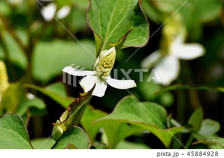 三鷹中原に咲くドクダミの花 三鷹中原に咲くドクダミの花 45884928