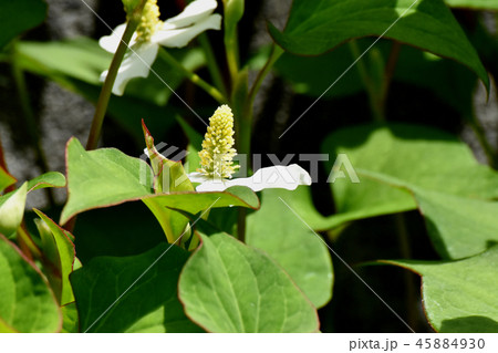 三鷹中原に咲くドクダミの花 45884930