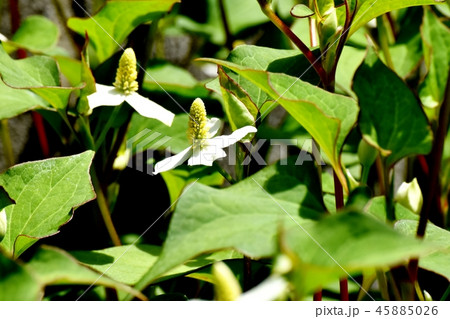 三鷹中原に咲くドクダミの花 三鷹中原に咲くドクダミの花 45885026