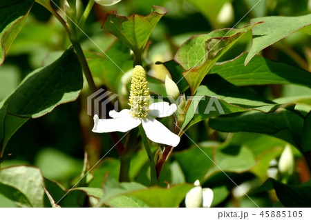 三鷹中原に咲くドクダミの花 三鷹中原に咲くドクダミの花 45885105