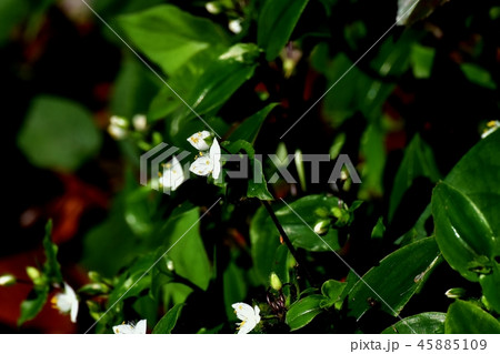 三鷹中原に咲くトキワツユクサ 45885109