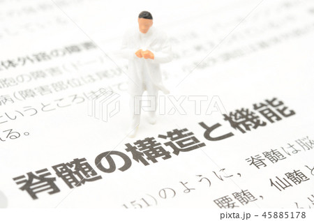 脊髄イメージ 45885178