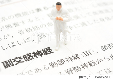 副交感神経イメージ 副交感神経イメージ 45885281