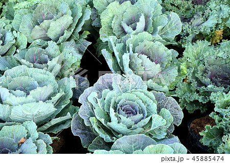 Cabbage garden in tropical Cabbage garden in tropical 45885474
