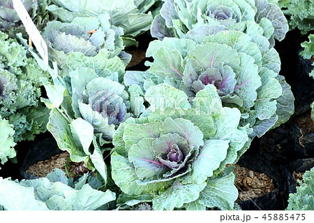 Cabbage garden in tropical Cabbage garden in tropical 45885475