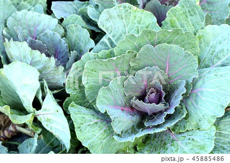 Cabbage garden in tropical Cabbage garden in tropical 45885486