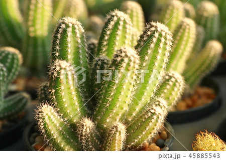 Beautiful cactus in tropical Beautiful cactus in tropical 45885543