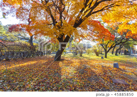 ソウル 韓国 旅行 45885850