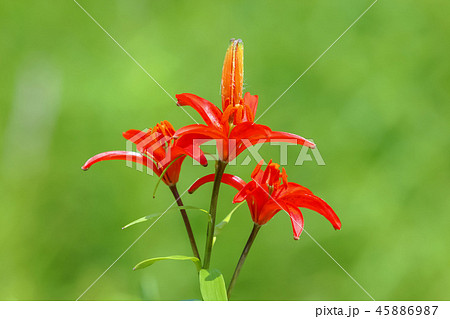 植物 花 コンセプト 45886987