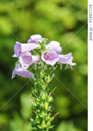 植物 花 コンセプト 45887728