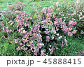 秋の野に咲く野菊 45888415