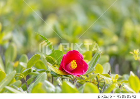 植物 花 コンセプト 45888542