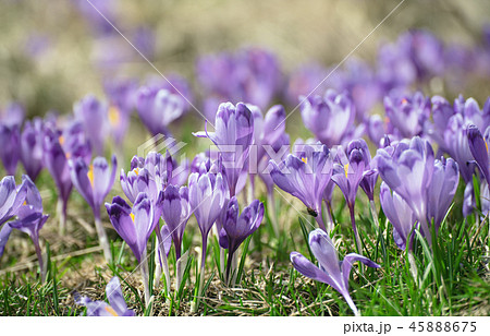 Spring crocus flowers Spring crocus flowers 45888675
