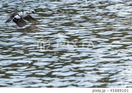 水面を飛ぶミコアイサ 45889101