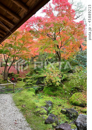 由志園の秋　紅葉狩り 45889215