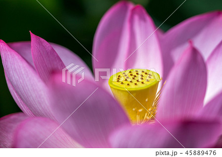 蓮の花 45889476